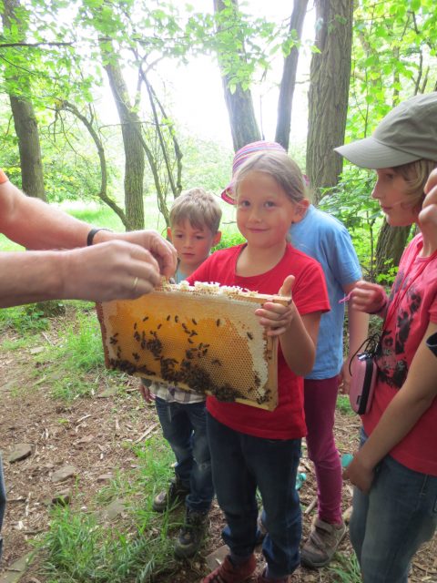 Gruppe von Kindern betrachten eine Bienenwabe